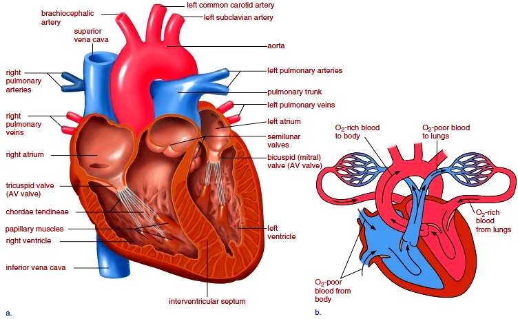 Human Heart. Anatomy of the Heart. Cardiovascular System